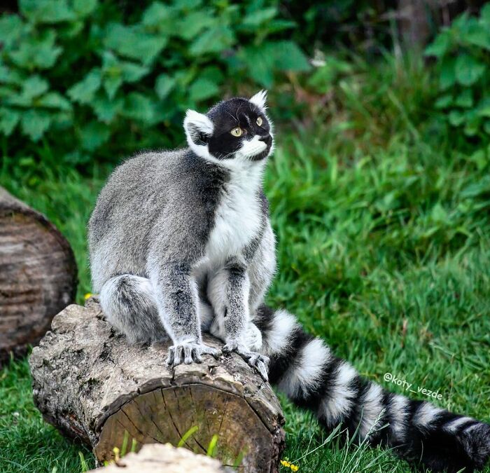 Animals-Photoshopped-Cats-Koty-Vezde-Galina-Bugaevskaya