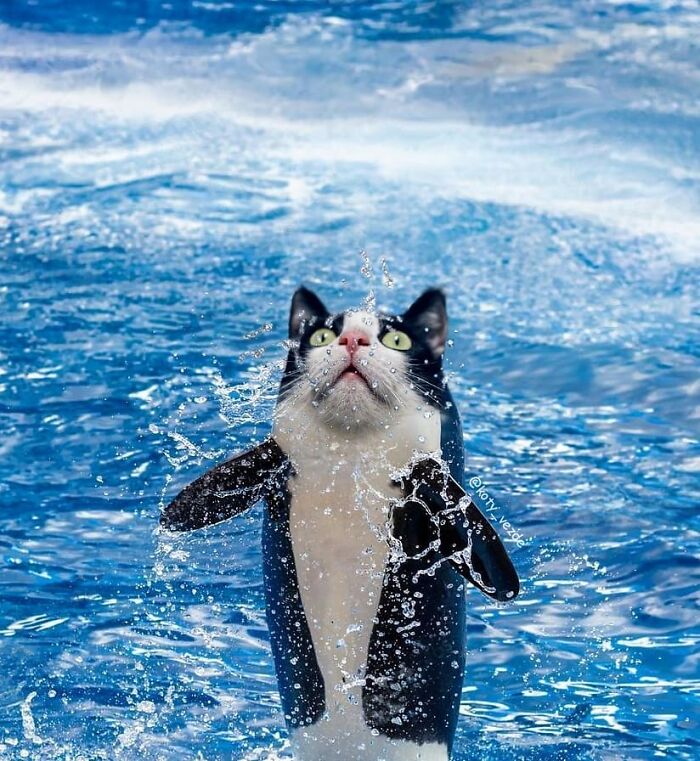 Animals-Photoshopped-Cats-Koty-Vezde-Galina-Bugaevskaya