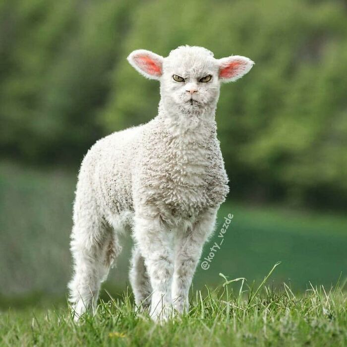 Animals-Photoshopped-Cats-Koty-Vezde-Galina-Bugaevskaya