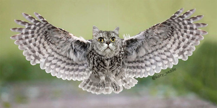 Animals-Photoshopped-Cats-Koty-Vezde-Galina-Bugaevskaya