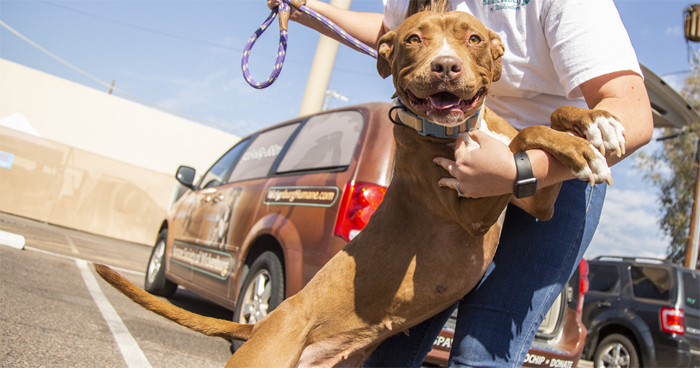 2 Y.O. Dog Adopted After More Than 400 Days At The Wickenburg Humane Society Shelter
