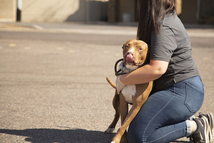 2 Y.O. Dog Adopted After More Than 400 Days At The Wickenburg Humane Society Shelter