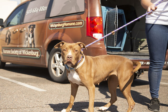 2 Y.O. Dog Adopted After More Than 400 Days At The Wickenburg Humane Society Shelter 2 Y.O. Dog Adopted After More Than 400 Days At The Wickenburg Humane Society Shelter