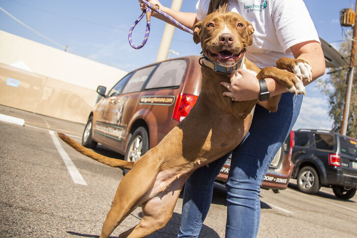 2 Y.O. Dog Adopted After More Than 400 Days At The Wickenburg Humane Society Shelter