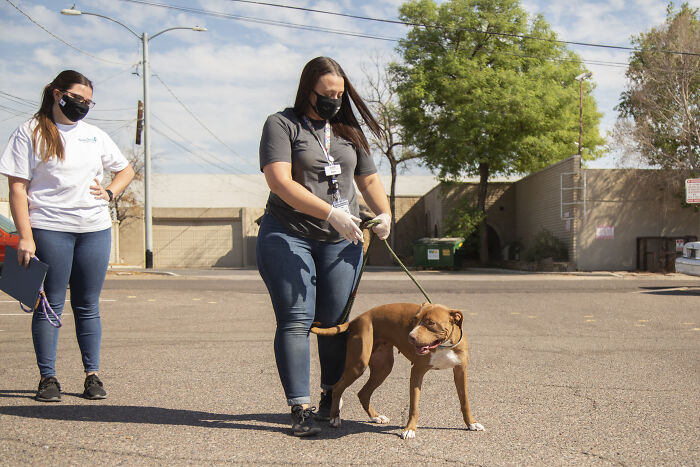 2 Y.O. Dog Adopted After More Than 400 Days At The Wickenburg Humane Society Shelter 2 Y.O. Dog Adopted After More Than 400 Days At The Wickenburg Humane Society Shelter