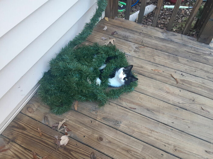 It’s My Little Kittens' First Christmas And They Loved Helping Put Up Decorations!