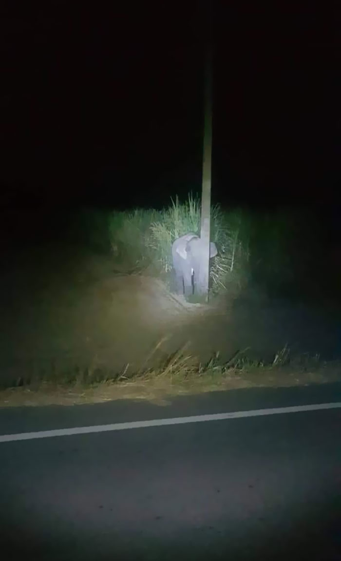 Adorable Baby Elephant Gets Caught Eating Sugarcane, Tries To Hide Behind A Narrow Light Pole