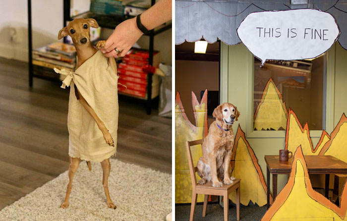 40 Pets That Rocked Their Halloween Costumes