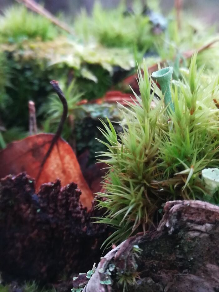 Finnish Forest In Autumn