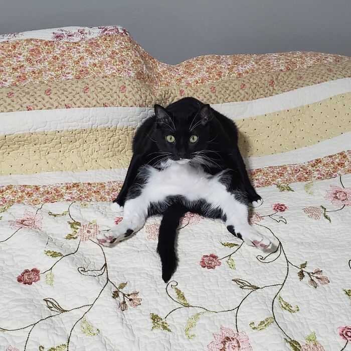 This Is Morgan Hanging Out On The Guest Bed.