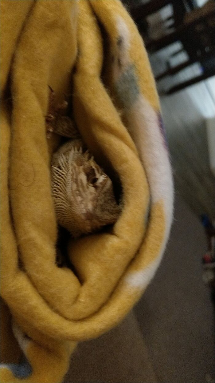 My Little Dragin Burrito
