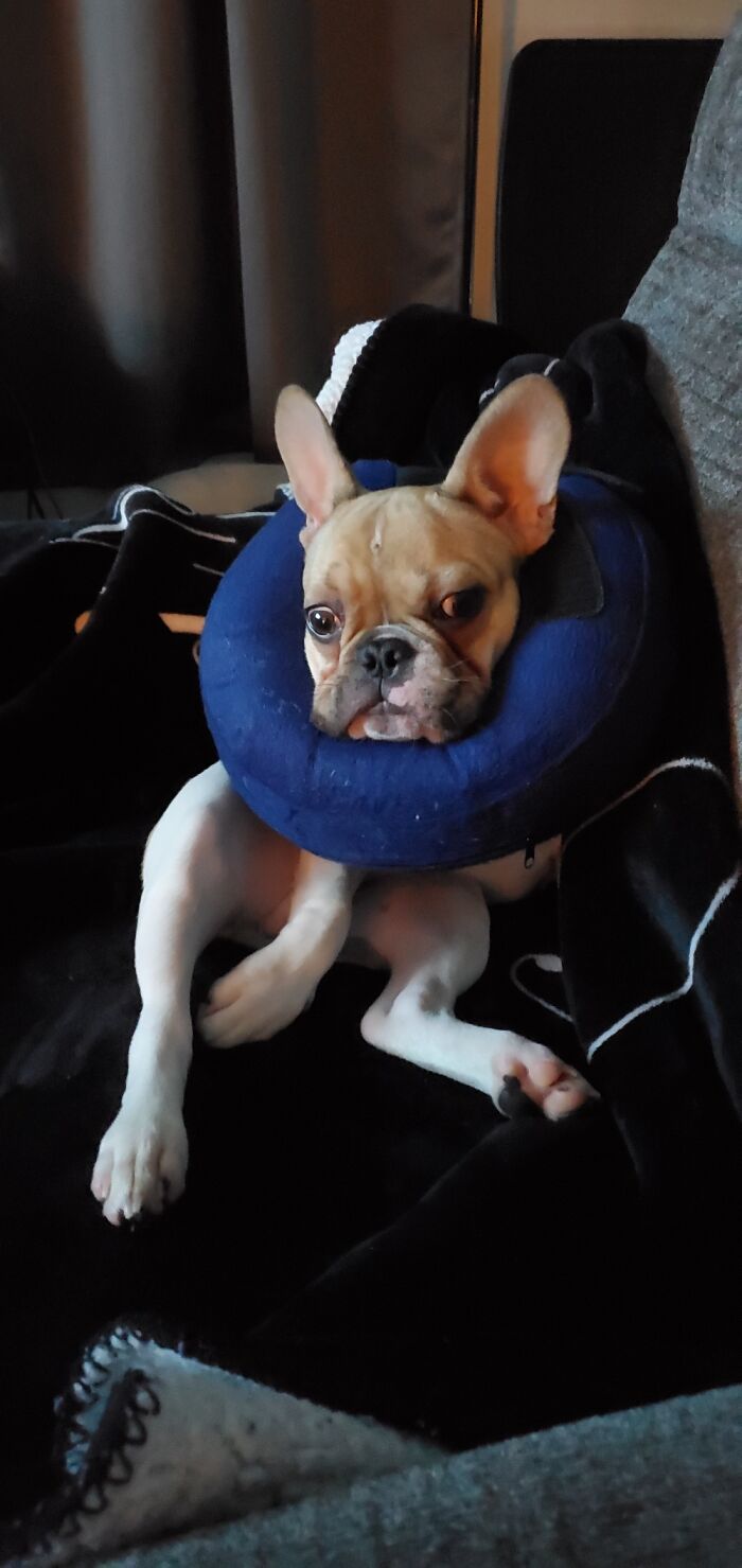 Take This Off Me Now Hooman