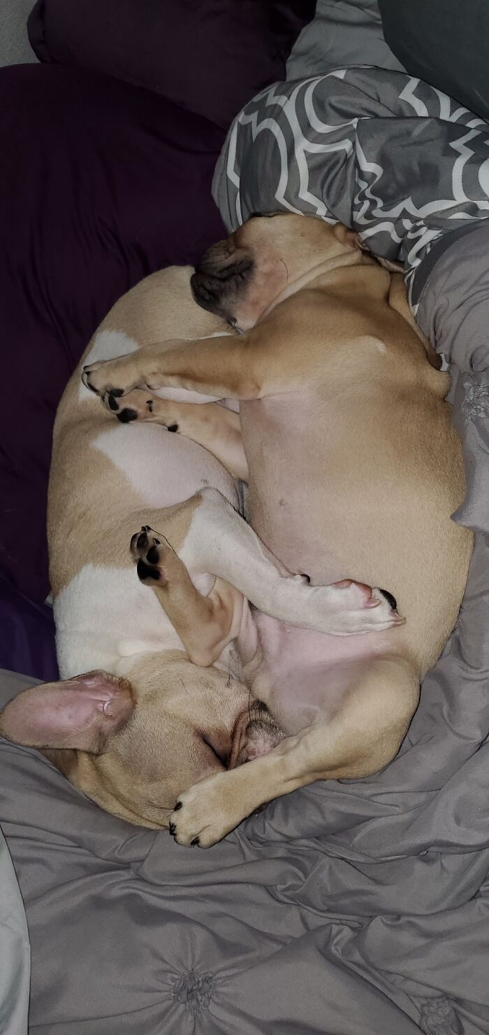 Tea Bag And Butt Pillow