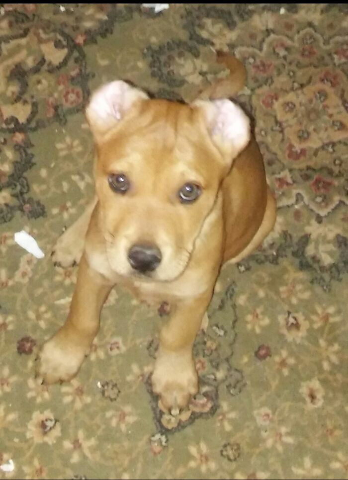 Inside Out Ears To Hear Better.