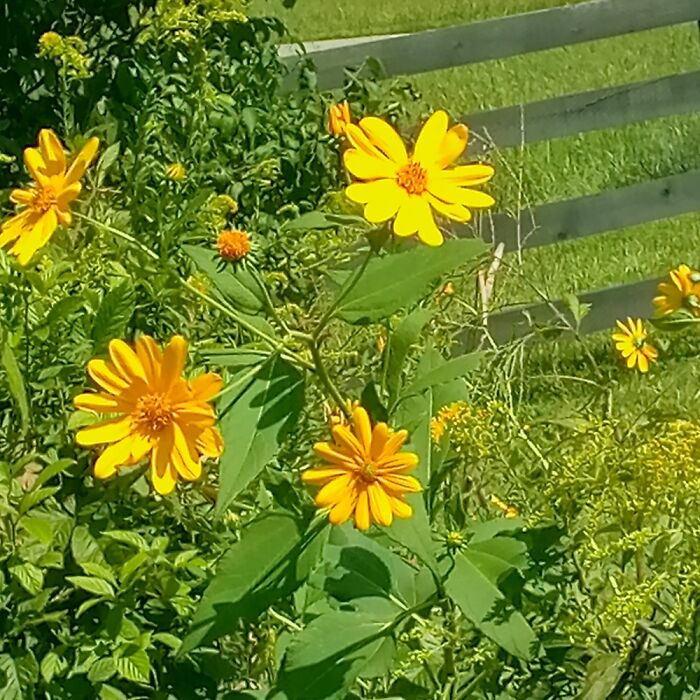 Behind My House There Is A Hidden Entrance To A River And Pond I Like To Read And Pick Flowers