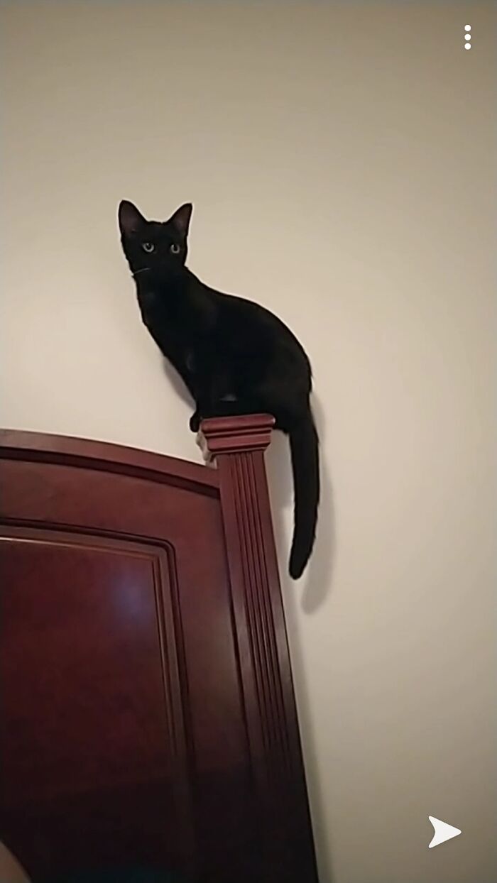 Constantly Sitting On The Head Of My Bed A.k.a Her Perch