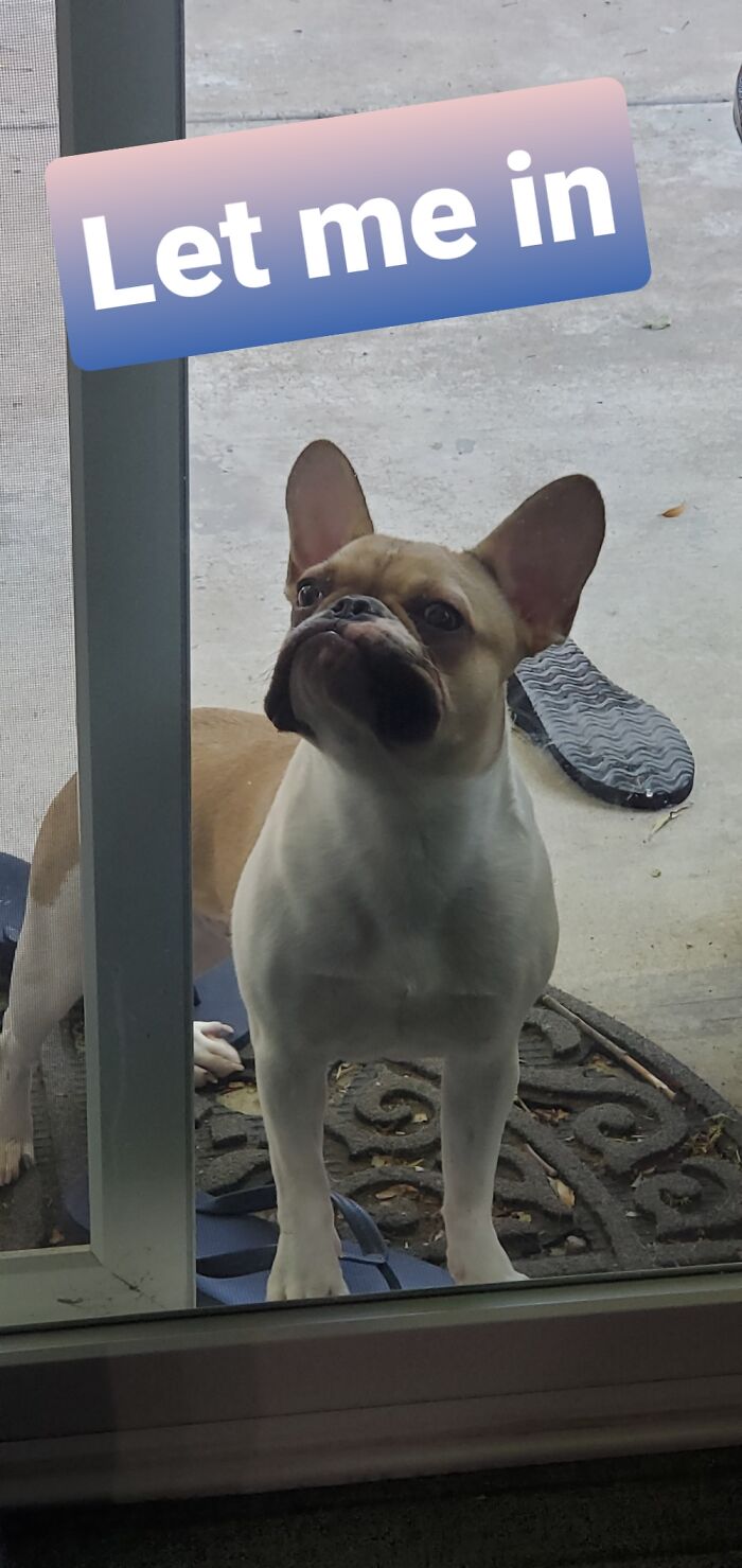 Lemme In Hooman