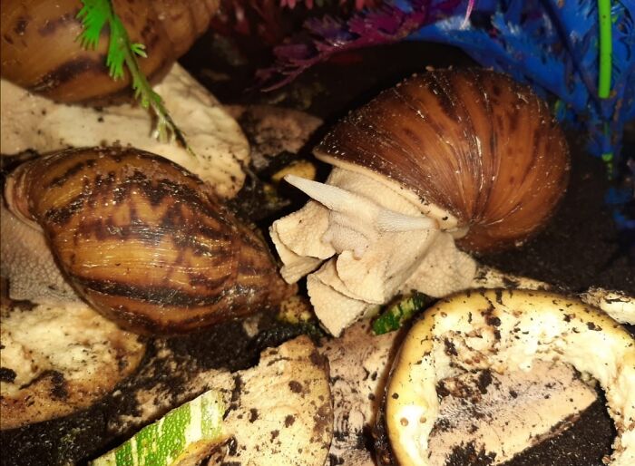 My Giant African Land Snail Orion Is Unimpressed By Having Her Photo Taken
