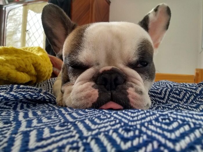 The More Tongue You See, The More Asleep Bodo Is