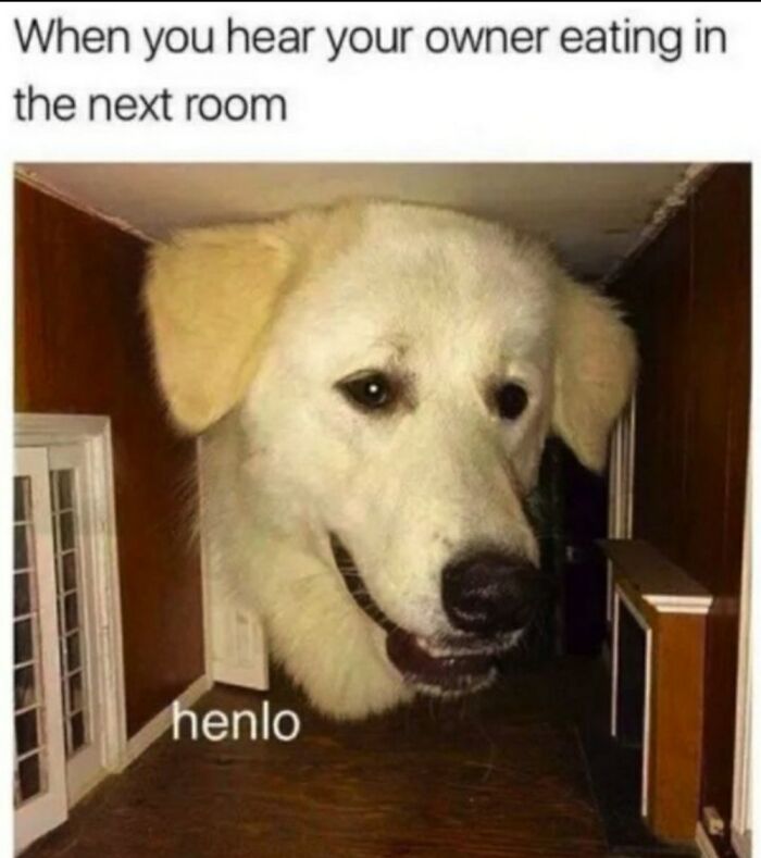 Large dog head poking through small dollhouse doorway with caption about hearing owner eating, funny dog meme.
