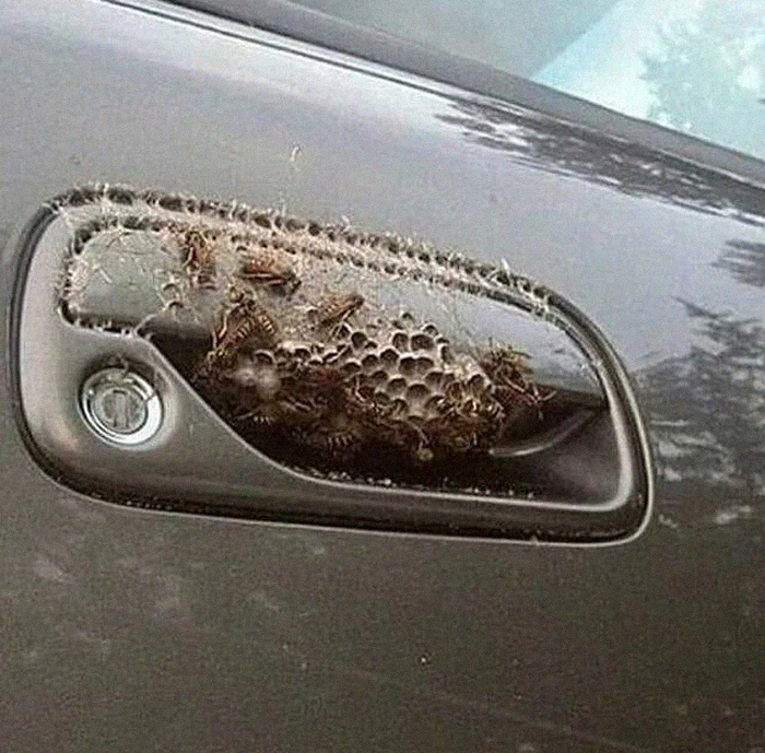 Car Is Gone Forever, F*** That