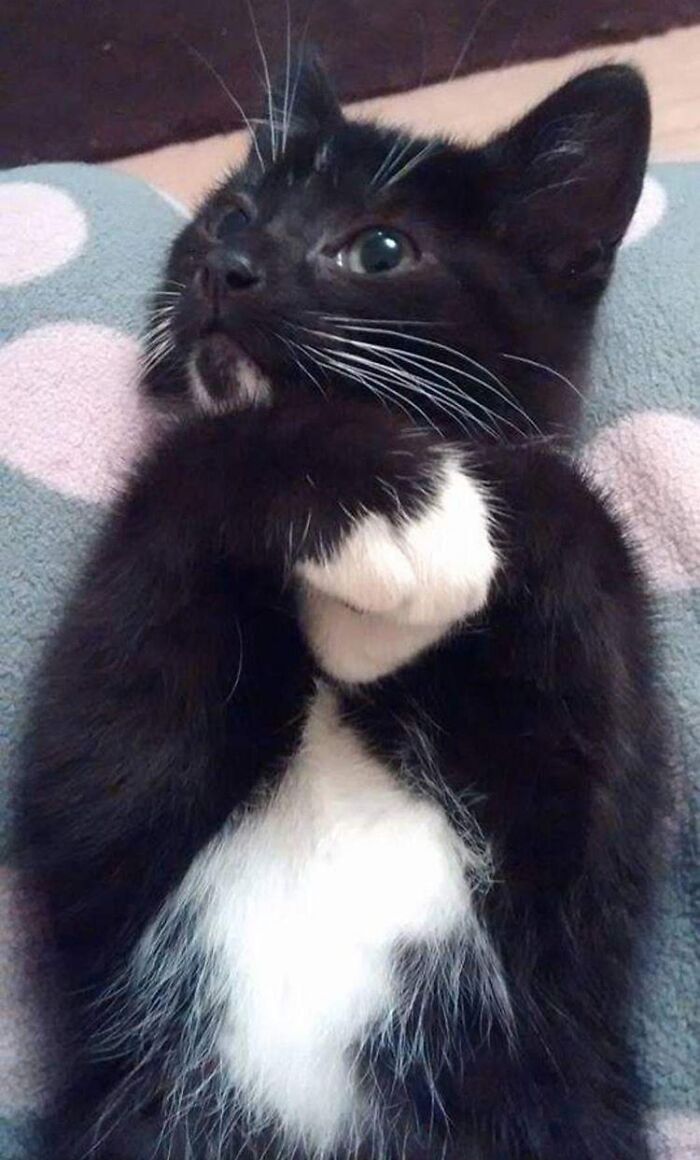 Owner Put A Tracker On Her Cat And Discovered She Has Been Visiting 5 Houses Owner Put A Tracker On Her Cat And Discovered She Has Been Visiting 5 Houses