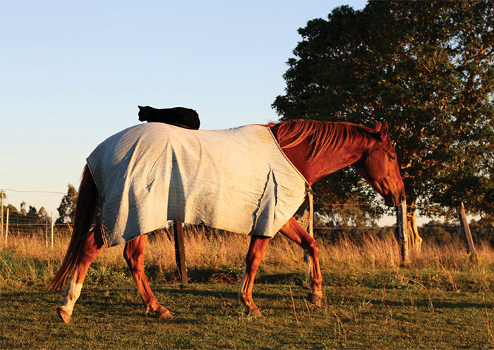 My Cat And Horse Have Been Best Friends For The Last 7 Years, Here Are 22 Pics Of Them