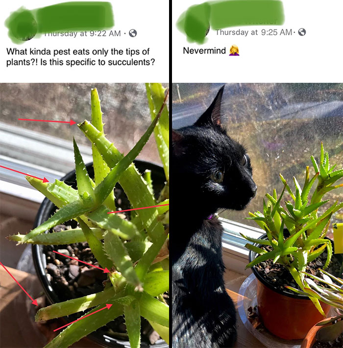 Derp Eats Succulent