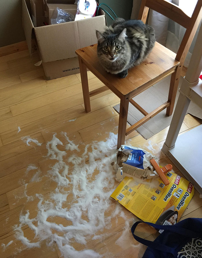 Pavlov Woke Me Up Early To Show Off His Kill