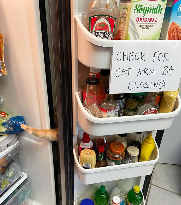 When A Cat Runs To The Fridge Every Time It Opens, A Sign Is Necessary