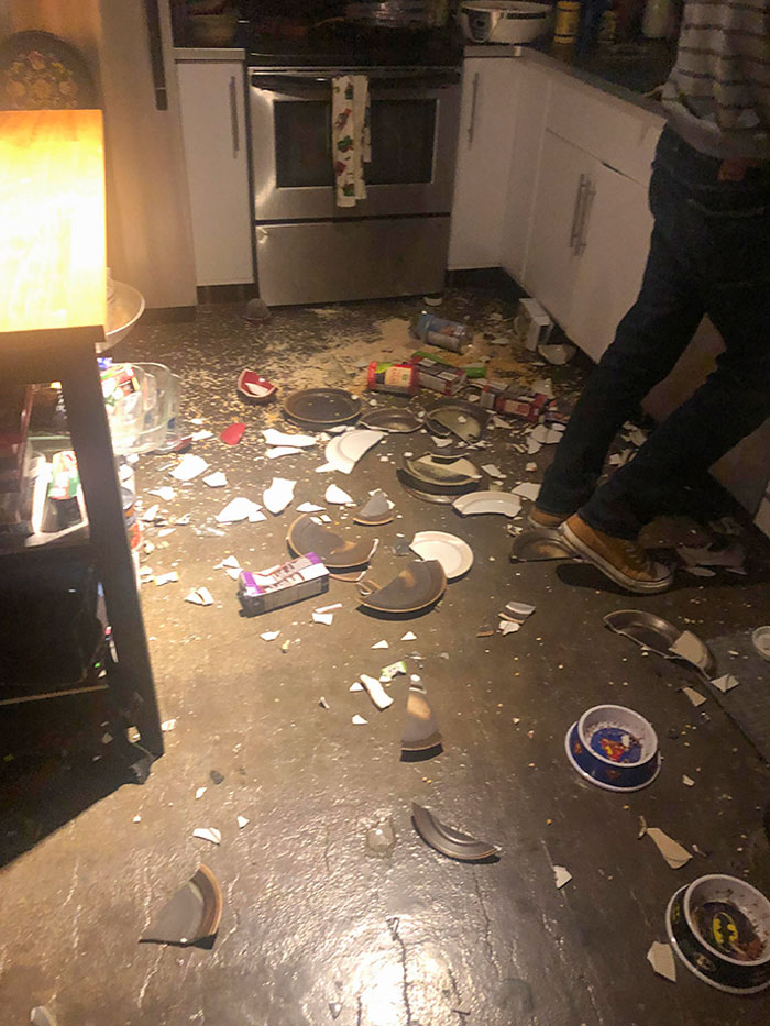 Our Cats Redecorated While We Were Out