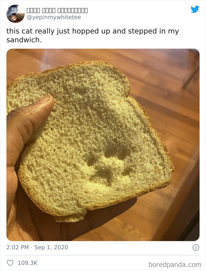 What Having A Cat Is Like