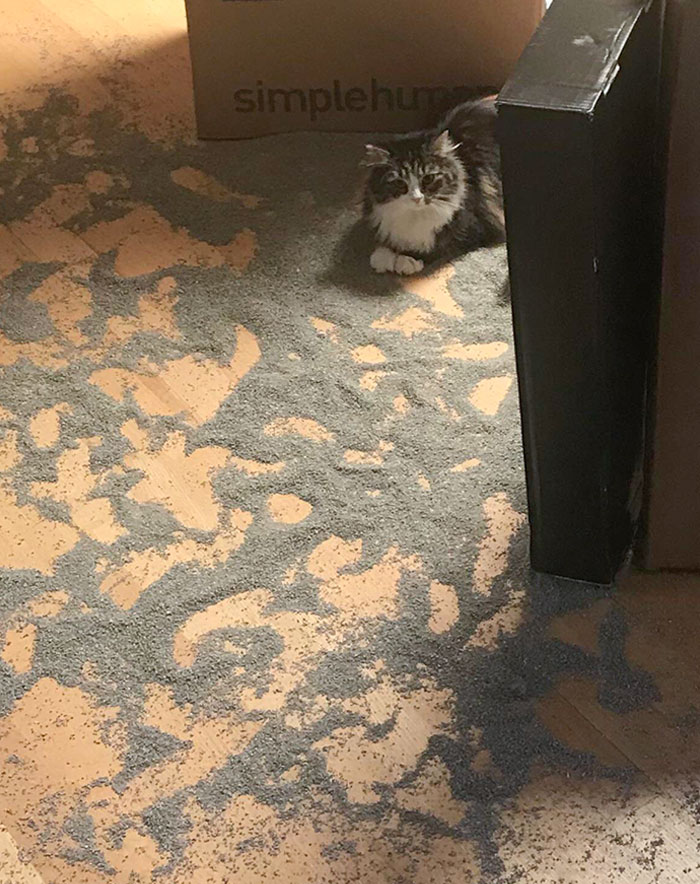 I Woke Up On My Birthday To Find Out My Cats Ripped Open A Bag Of Cat Litter And Spread It All Over The House (+ Pissed In The Bag)