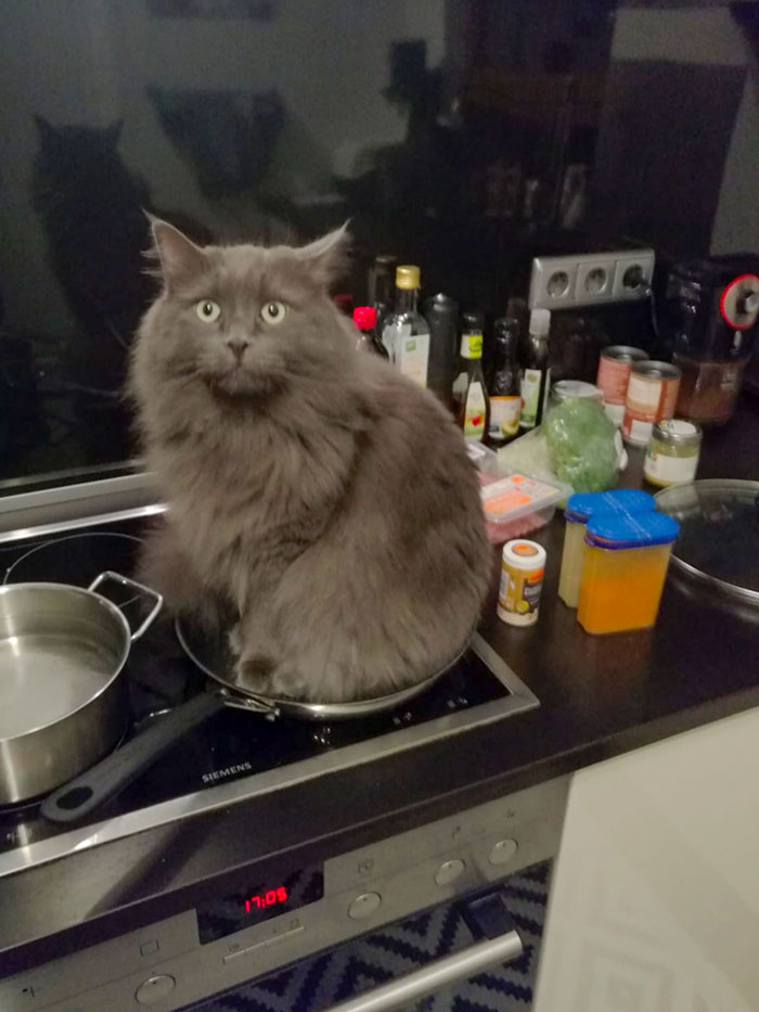 "Oh, Were You Gonna Cook Something In That?"