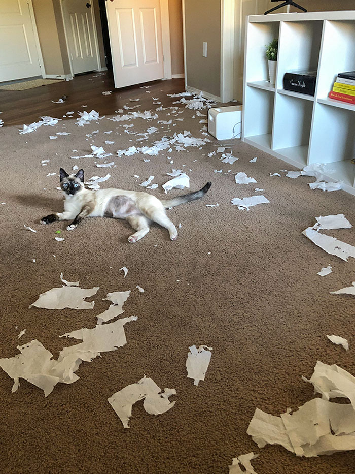 Get A Cat, They Said. They Provide Emotional Support And Are Often Misunderstood, They Said