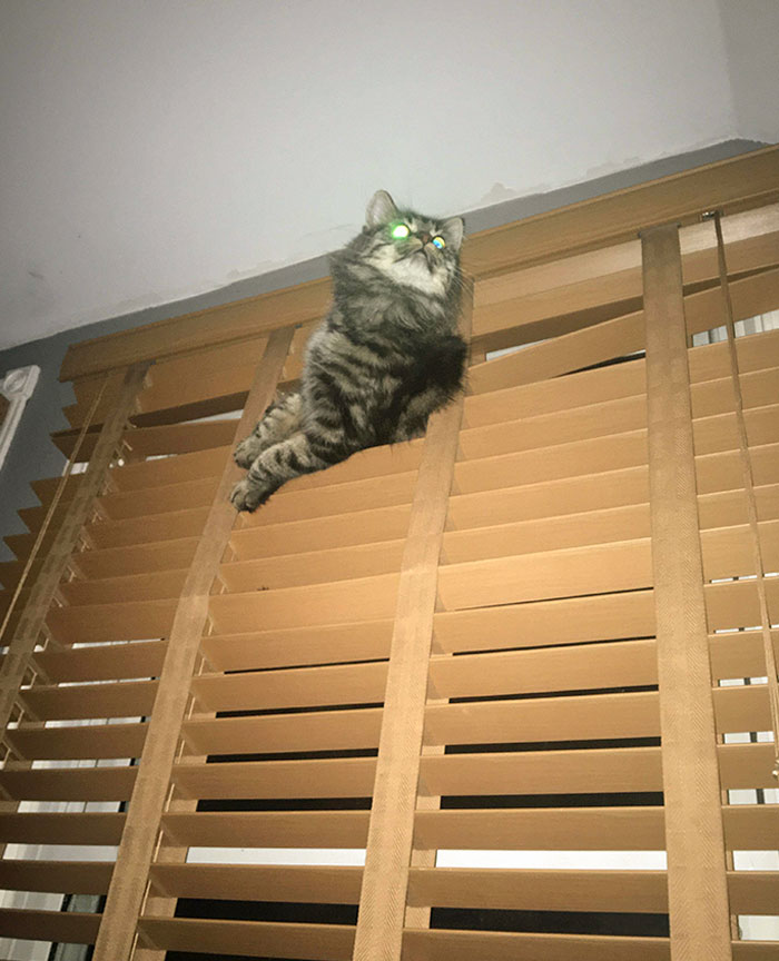 Little Acrocat Already Ruined The Blinds In Another Room