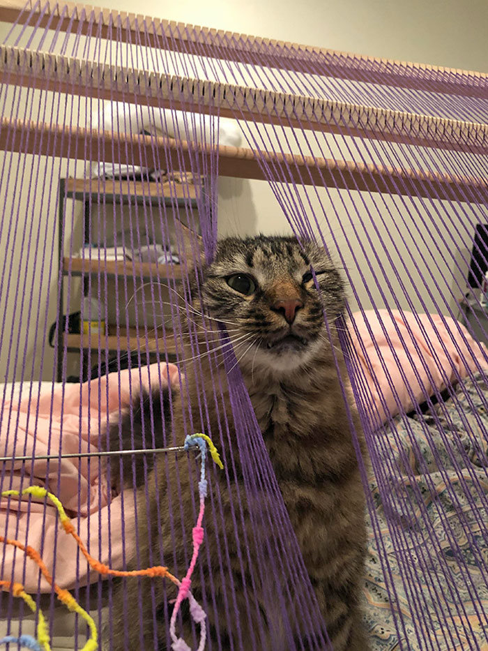 He’s Very Open About Letting Me Know I Haven’t Been Paying Enough Attention To Him While I Weave
