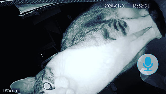 Someone Knocked My Security Camera Down, Wonder Who It Was