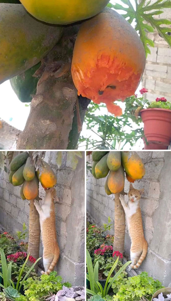 "Now I Know I'm A Cat. But We Can Keep This Quiet, Can't We?"