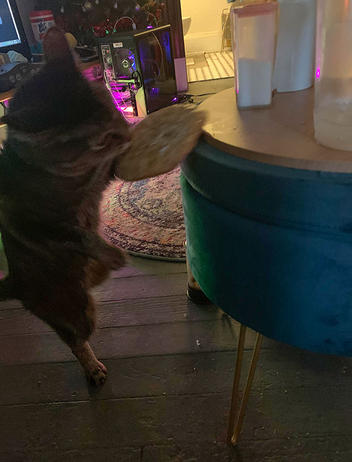 Photographic Evidence Of My Boyfriend’s Cat Trying To Steal My Cookie