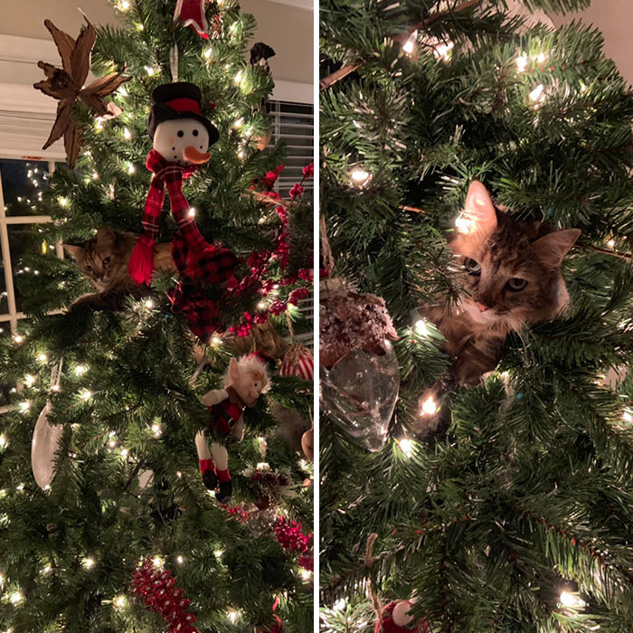 I Couldn’t Find My Cat For An Hour