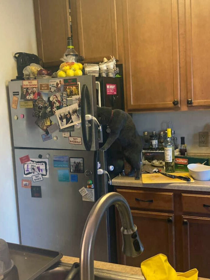 Getting Real Sick Of His Crap. I Walked Away From Cooking For A Minute And Come Back To This. He Acts Like I Never Feed Him