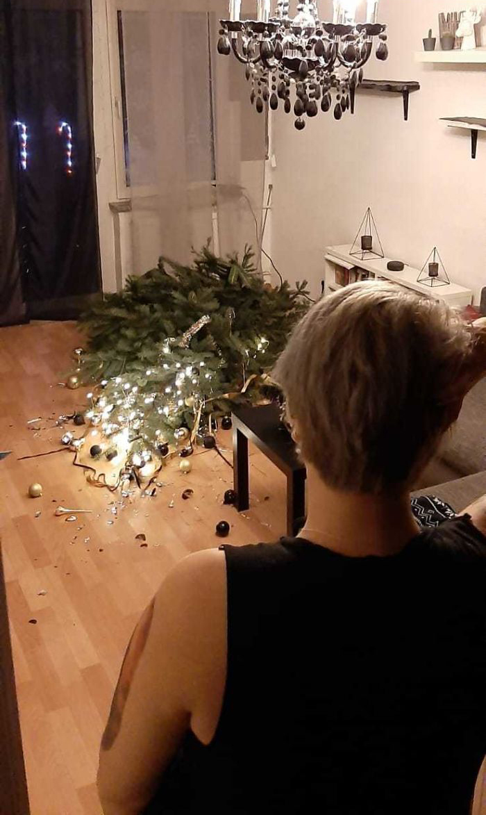 I Lost A Bet Tonight. I Bet My Wife The Tree Would Be Up 6 Hours Before The Cats Demolished It. They Waited For 7 Hours