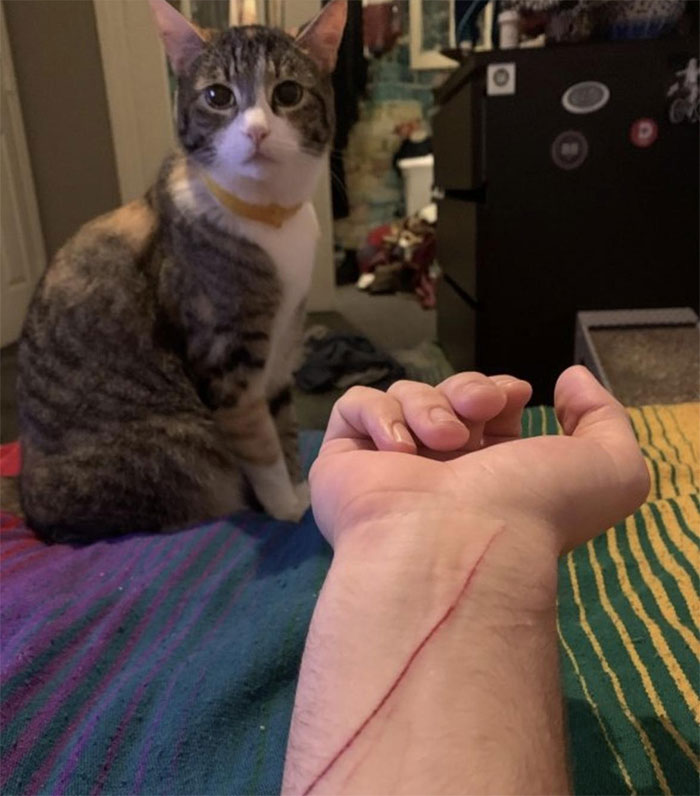 What Did We Learn? That Your Cat Can Make Your Death Seem Like A Suicide