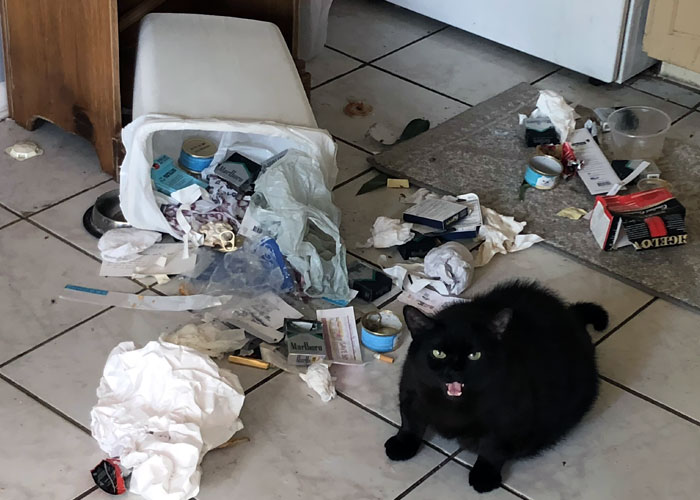 45 Divertidas fotos que demuestran que los gatos tienen muy mala leche (Nuevas imágenes)