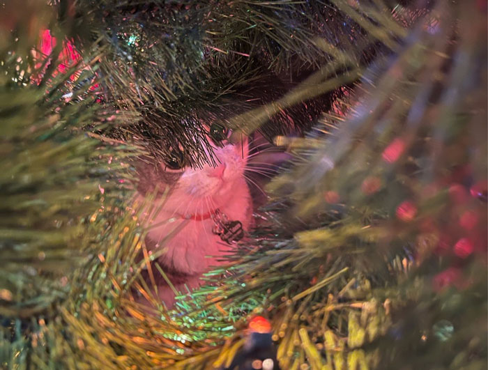 What Weird Thing Does Your Cat Do For Christmas? (Closed)