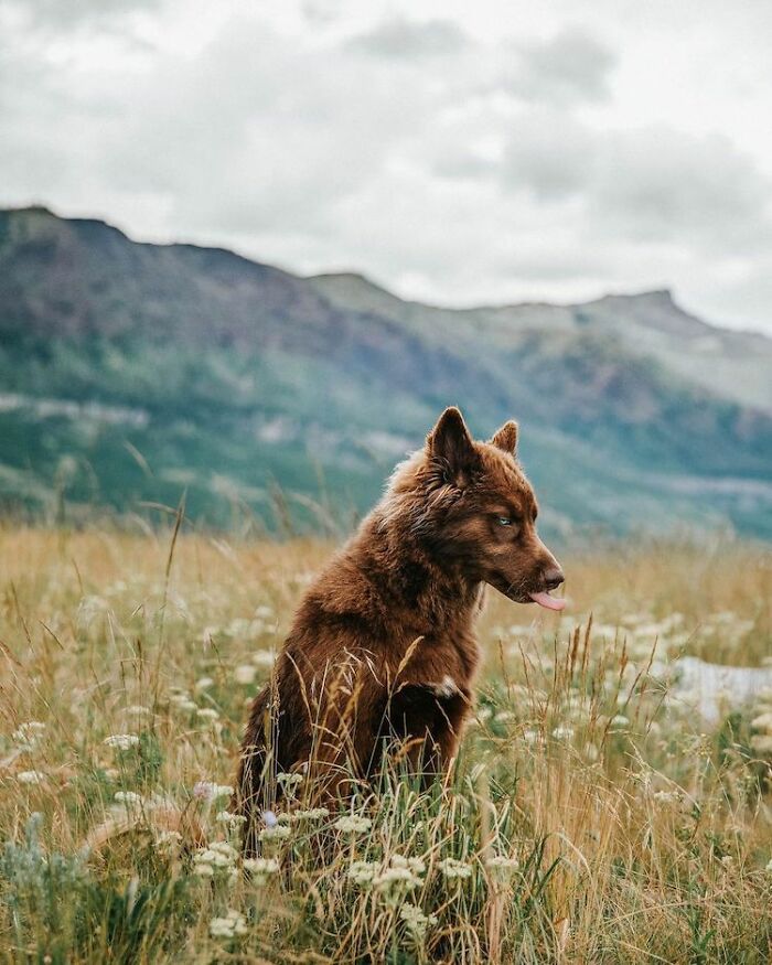 I Have This Fully Brown Siberian Husky And He Is Very Adorable (69 Pics)
