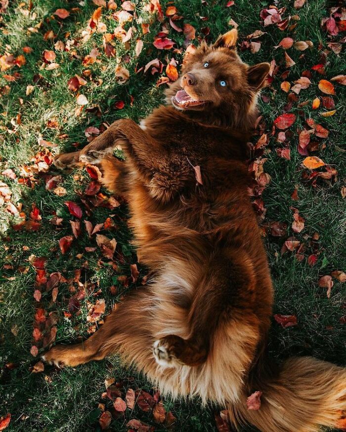 I Have This Fully Brown Siberian Husky And He Is Very Adorable (69 Pics)