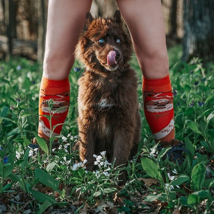 An Extremely Rare Fully Chocolate (Brown) Siberian Husky