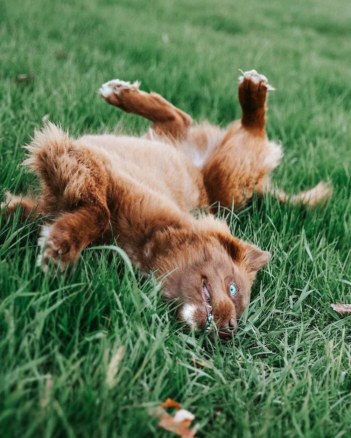 An Extremely Rare Fully Chocolate (Brown) Siberian Husky